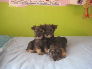 Paola Anuncios gratis en Batuco |  Vendo Hermosos Cachorritos , Schnauzer