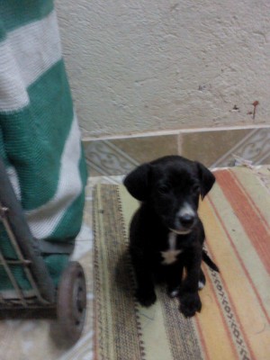 DANIELA Anuncios gratis en Maip&uacute; |  SE REGALA URGENTE CACHORRO!!!, SE NECESITA UN DUE&Ntilde;O PARA EL CACHORRO URGENTE