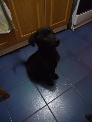 Belen Marchant Anuncios gratis en Recoleta |  SE REGALA PERRITA DE 7 MESES, MESTIZA LABRADORA - PASTOR ALEMAN