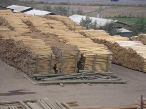 Michael Antriz  Anuncios gratis en Buin |  PINO RADIATA POSTES ROLLIZOS POLINES AGRICOLAS IMPREGNADOS TRATADOS CON SAL, PINO RADIATA POSTES ROLLIZOS POLINES AGRICOLAS IMPREGNADOS TRATADOS CON SAL
