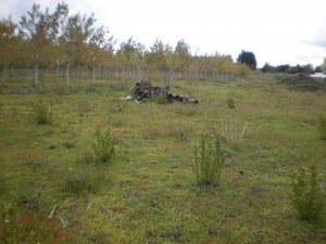 Arturo. Anuncios gratis en  Vendo Parcela de agrado de media Hect&aacute;rea., En Saltos del Laja .Bio-Bio