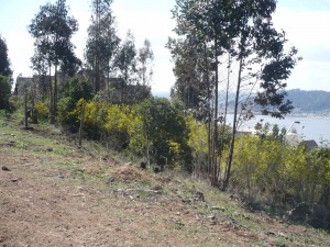 halvez Anuncios gratis en San Pedro de la Paz |  Dos lindos sitios en Idahue, comuna de San Pedro de la Paz, vendo., Juntos suman 1.211 m2 de espectacular vista.