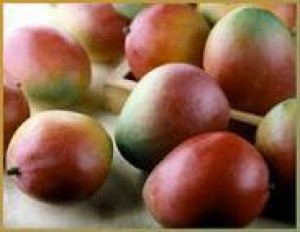 jose fuenzalida Anuncios gratis en Arica |  venta de mangos de importacion por mayor y menor, cajas de 4 kilos  de diferentes variedades