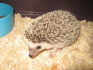 jacqueline  Anuncios gratis en San Miguel |  Vendo erizos de tierra, de 1 mes y medio y 2 meses