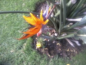 MARIANELA Anuncios gratis en La Cisterna |  JARDIN OASIS VERDE, MANTENCION, CONFECCION DE JARDINES