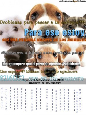 Nicolas Barrera Anuncios gratis en La Reina |  Paseo de Perros (&Ntilde;U&Ntilde;OA; MACUL ; y LA REINA, TODAS LAS RAZAS