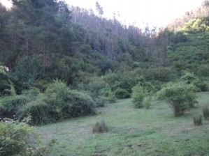 Carolina Anuncios gratis en  Se Vende Predio Forestal Hualqui Quilacoya, Se Vende Terreno Forestal Hualqui Quilacoya