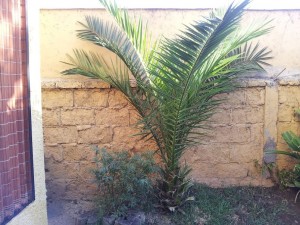Patricio Sanhueza Anuncios gratis en La Reina |  vendo vende palmera, vendo vende palmera