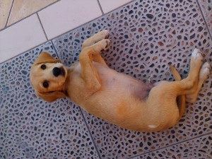 Katherine Anuncios gratis en Lo Prado |  Cachorro Labrador de 4 meses !, 25.000