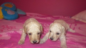 jocelyn Anuncios gratis en Quillota |  *****hermosos poodles toy en venta*********, *hermosos poodles toy*