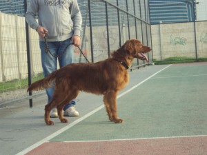 Deborah Anuncios gratis en Quillota |  Setter Irlandes, Vendo