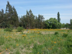 parcela de agrado Anuncios gratis en  Parcela de agrado , con caba&ntilde;a y quincho contruidos, parcela de agrado