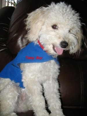 PELUQUERIA PEPITA Anuncios gratis en Antofagasta |  Peluquer&iacute;a canina, Antofagasta. Ba&ntilde;os est&eacute;ticos y sanitarios, corte de u&ntilde;as, Retiro y entrega gratis en domicilio, paseos, atenci&oacute;n personalizada.