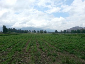 Lisa Labra Anuncios gratis en  Parcela de agrado , exelentes terrenos planos, parcela de agrado