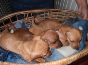 LIDIA ALEUY R. Anuncios gratis en San Pedro de la Paz |  HERMOSAS Y FINAS PERRITAS SALCHICHAS ., VENDO LINDAS PERRITAS SALCHICHAS COLOR CAFE CLARO