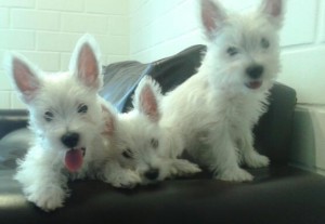 Valeria Bernal Anuncios gratis en Quillota |  Hermosos cachorros West Highland $ 300.000, Westy