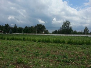 Parcela de agrado Anuncios gratis en  Parcela de agrado, Parcela