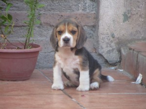judith Anuncios gratis en Puangue Alto |  Hermosos ejemplares beagles en puente alto, beagles espectaculares