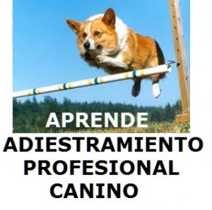 Rodrigo Anuncios gratis en Las Condes |  Curso Adiestramiento Canino perros educados, Adiestra a tu perro, para tu defensa y muchos t&oacute;picos m&aacute;s
