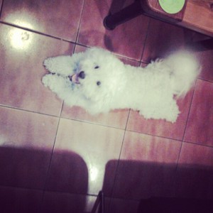 andrea Anuncios gratis en Maip&uacute; |  busco novia bichon frise, cruza 