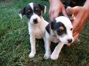 Aracelli Anuncios gratis en Buin |  Cachorros fox terrier Chilenos, 4 HERMOSOS CACHORROS