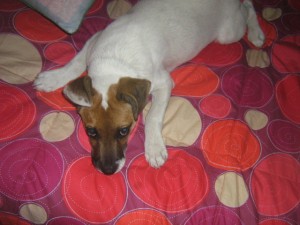 Belen Anuncios gratis en Curic&oacute; |  PERRITO MESTIZO DE FOXTERRIER BUSCA NOVIA, PARA CRUZA TAMA&Ntilde;O: 30 CTM A LA CRUZ