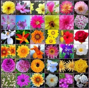 Oscar Armando Anuncios gratis en Los Angeles |  Flores de bach...fuentes inagotable de bienestar, terapias , Terapia con esencia florales test on line a todo chile