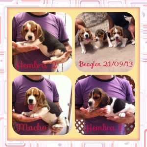 Jorge Gonz&aacute;lez Anuncios gratis en Buin |  Preciosos cachorros beagles inscritos en kennel club de chile , Beagles cachorros inscritos