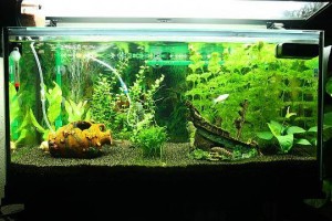 Viviana Pino Anuncios gratis en Temuco |  Vendo acuario, esta en excelente estado, como nuevo, Como nuevo, con las tres b