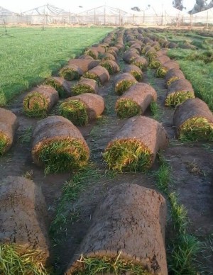 samuel reyes araya Anuncios gratis en  Pasto alfombra , pasto en rollos,riego tecnificado y tierra de hoja, Pastelones de pasto,pasto natural en rollos,cesped en palmetas