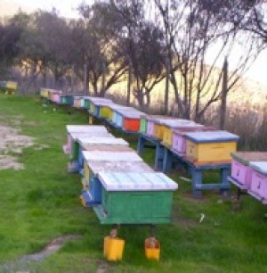 Veronica Aguayo Anuncios gratis en La Florida |  Venta de colmenas de abejas, n&uacute;cleos y marcos con cr&iacute;as., Venta de abejas 