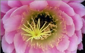 Don Oscar Anuncios gratis en Los Angeles |  Terapia con flores de bach en la ciudad de los angeles, Las esencias florales son absolutamente benignas, no son t&oacute;xicas,