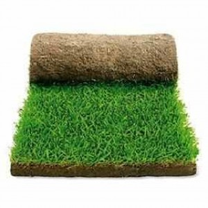 samuel Anuncios gratis en Conc&oacute;n |  Pasto en rollos,pasto alfombra concon,re&ntilde;aca,mantagua y matencillo, Palmetas de pasto natural,pastelones de pasto fulltrafico,pasto verde