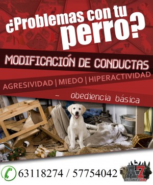 Adiestramiento Canino A-7 Anuncios gratis en Coquimbo |  Adiestramiento canino a-7 entrenamiento de perros obediencia basica, Modificaci&oacute;n de conductas