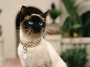 Marlene Soler Anuncios gratis en Santiago |  Atencion amantes de los gatos siameses 100% puros, Vendo bellisimos gatitos siames