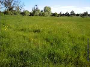 Cima Propiedades On Line Anuncios gratis en  Hermoso campo agr&iacute;cola, con casa   34, 1 hect&aacute;reas de terreno, Terreno