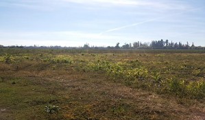 Cima Propiedades On Line Anuncios gratis en Los Angeles |  Excelente campo agr&iacute;cola, productivo de 159 hect&aacute;reas , Terreno