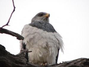 Rodolfo Diaz Miranda Anuncios gratis en Punta Arenas |  Avistamienntos de aves la mejor ubicacion los mejores territorios en , La patagonia chilena reserve uno de nuestros programas servicio / guia