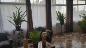 Felipe Jorquera Anuncios gratis en La Florida |  Pieza amoblada con pensi&oacute;n completa wifi  y ba&ntilde;o privado la florida, Apto caballero jubilado, adulto mayor