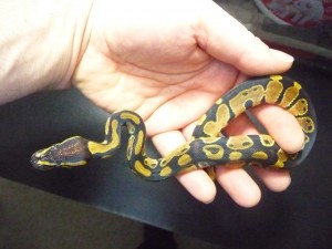 Constrictor Chile  Anuncios gratis en Las Condes |  En venta serpiente pit&oacute;n bola macho nominal en santiago de chile , Pit&oacute;n bola macho nominal en santiago de chile 