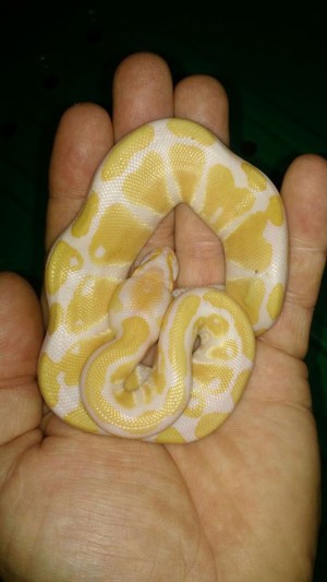Constrictor Chile Anuncios gratis en Las Condes |  En venta serpiente pit&oacute;n bola macho albino bebe , En venta serpiente pit&oacute;n bola macho albino en santiago chile 