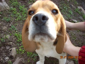 Maximiliano Y&aacute;&ntilde;ez Anuncios gratis en Las Condes |  Beagle Macho Inscrito se ofrece para Cruza , excelente pedigree