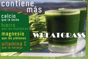En Verde Vivo Bien Anuncios gratis en Concepci&oacute;n |  Wheatgrass congelado - 70%clorofila concepci&oacute;n y octava regi&oacute;n, Pasto de trigo 100% natural 