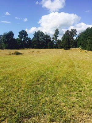 alejandra alvarado Anuncios gratis en Puc&oacute;n |  Hermosa parcela de 6500 m2 cerca de puc&oacute;n, Hermosa parcela de 6500 m2 en loncotraro camino puc&Oacute;n villarrica