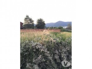 NATIVOS PUC&Otilde;N Anuncios gratis en Puc&oacute;n |  Hermoso terreno en puc&Oacute;n con dos caba&Ntilde;as, Hermoso terreno en puc&Oacute;n con dos caba&Ntilde;as en el centro