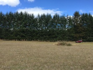 NATIVOS PUC&Otilde;N Anuncios gratis en Puc&oacute;n |  Terreno de 2200 m2 urbanizados entre puc&Oacute;n y villarrica, Terrenos de 2200 m2 entre puc&Oacute;n y villarrica