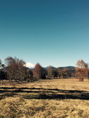 nativos puc&oacute;n Anuncios gratis en Villarrica |  Nativos puc&Oacute;n vende hermosa parcela cerca de villarrica, Nativos puc&Oacute;n vende parcelas cerca de villarrica