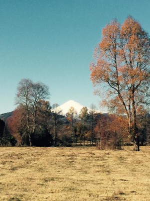nativos puc&oacute;n Anuncios gratis en Villarrica |  Hermosas parcelas camino a lican ray 2500 m2 y 5000 m2, Hermosas parcelas de 2500m2 y 5000 m2