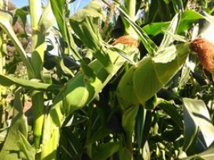 Claudia Mendez Palma Anuncios gratis en  Vendo parcela a 4 horas de santiago, Vendo parcela agricola  de 21.3 hct a 1 km de la ruta 5 sur cultivable