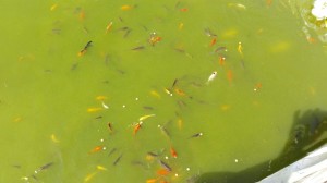 Carolina Castro Soto Anuncios gratis en Santiago |  Peces koi y carassius desde 3 cm, Vendo peces  koi y carassius